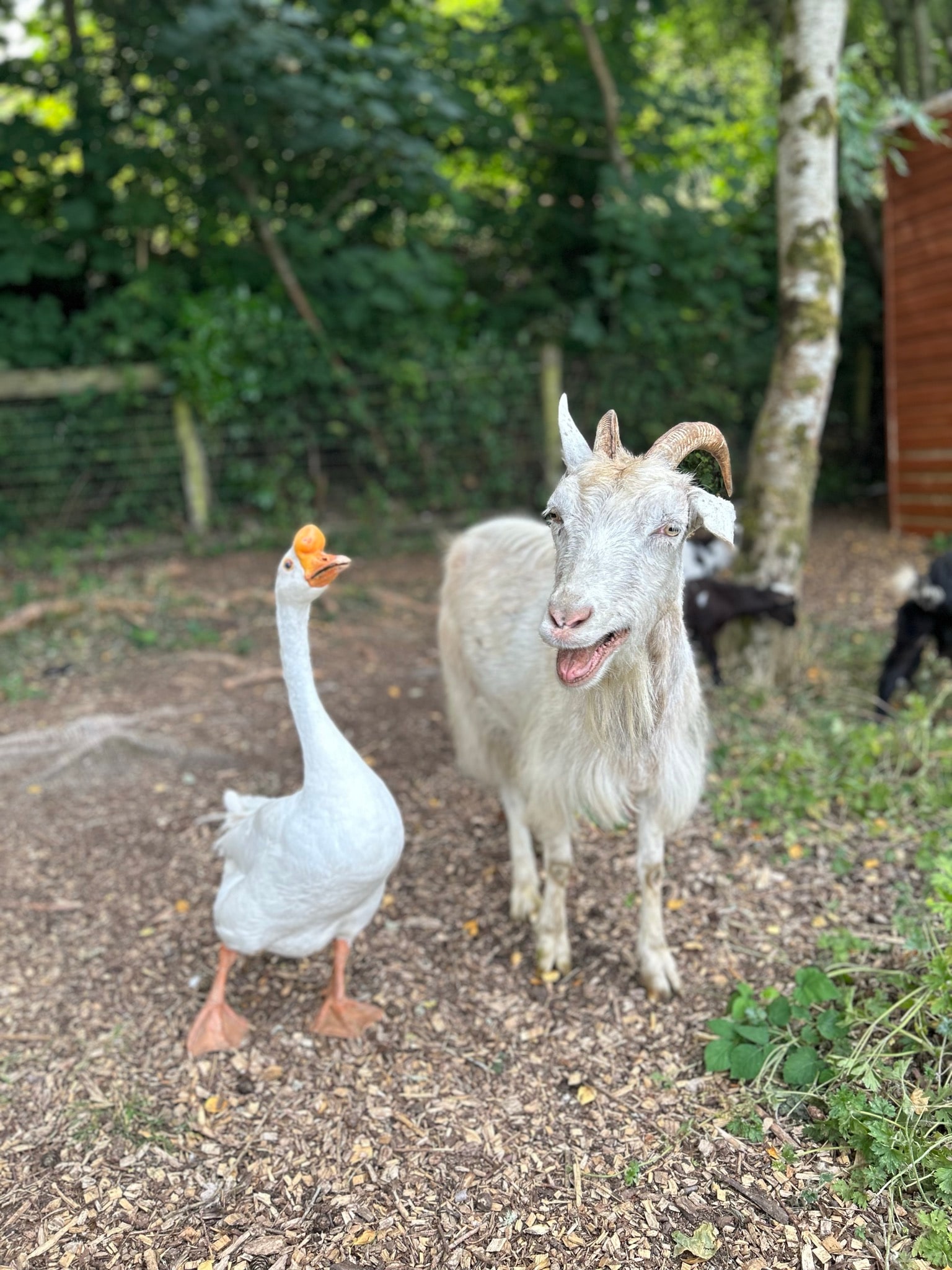 Farm animal experience