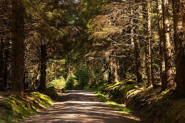 Forest road winding through Cruagh Wood