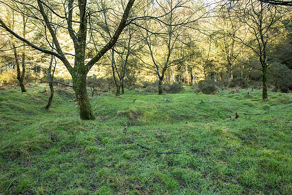 Woodland clearing at the Lugg Woods archaeological site