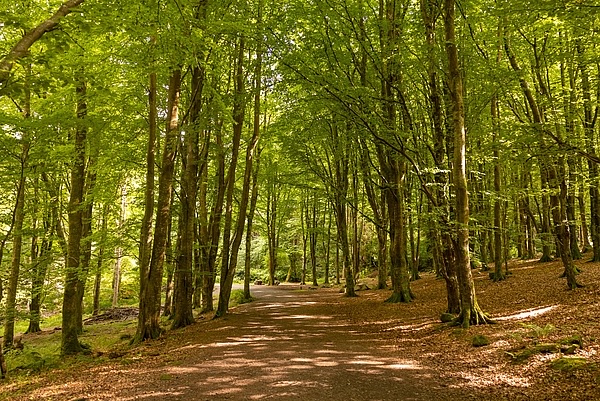 Sunlit woodland trail through Massy’s Estate