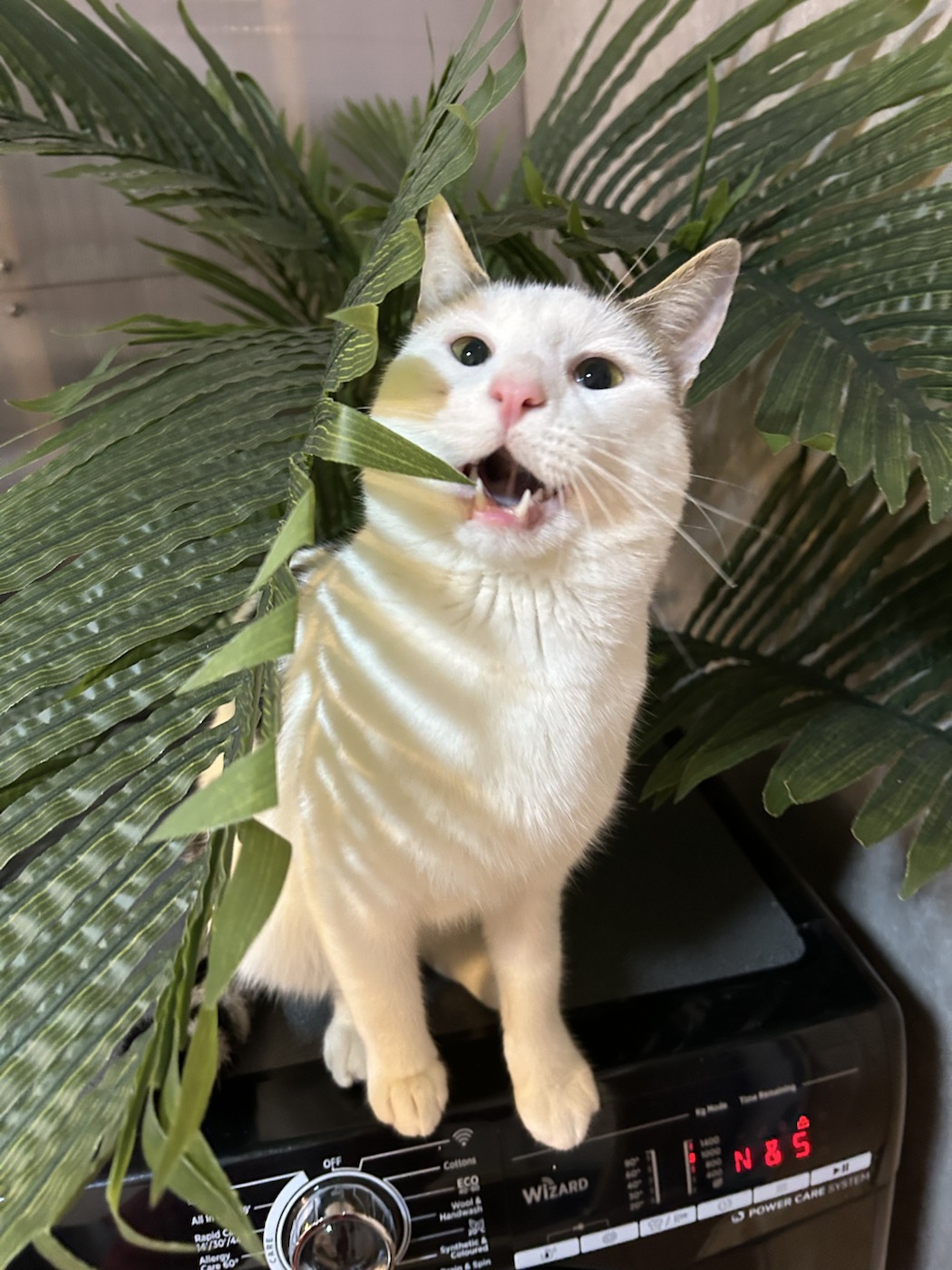 White farm cat peeking through green leaves