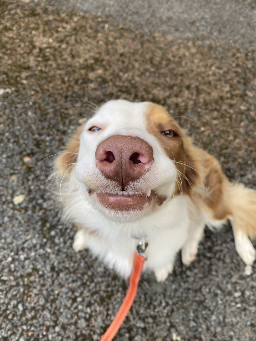 Friendly farm dog looking up at the camera