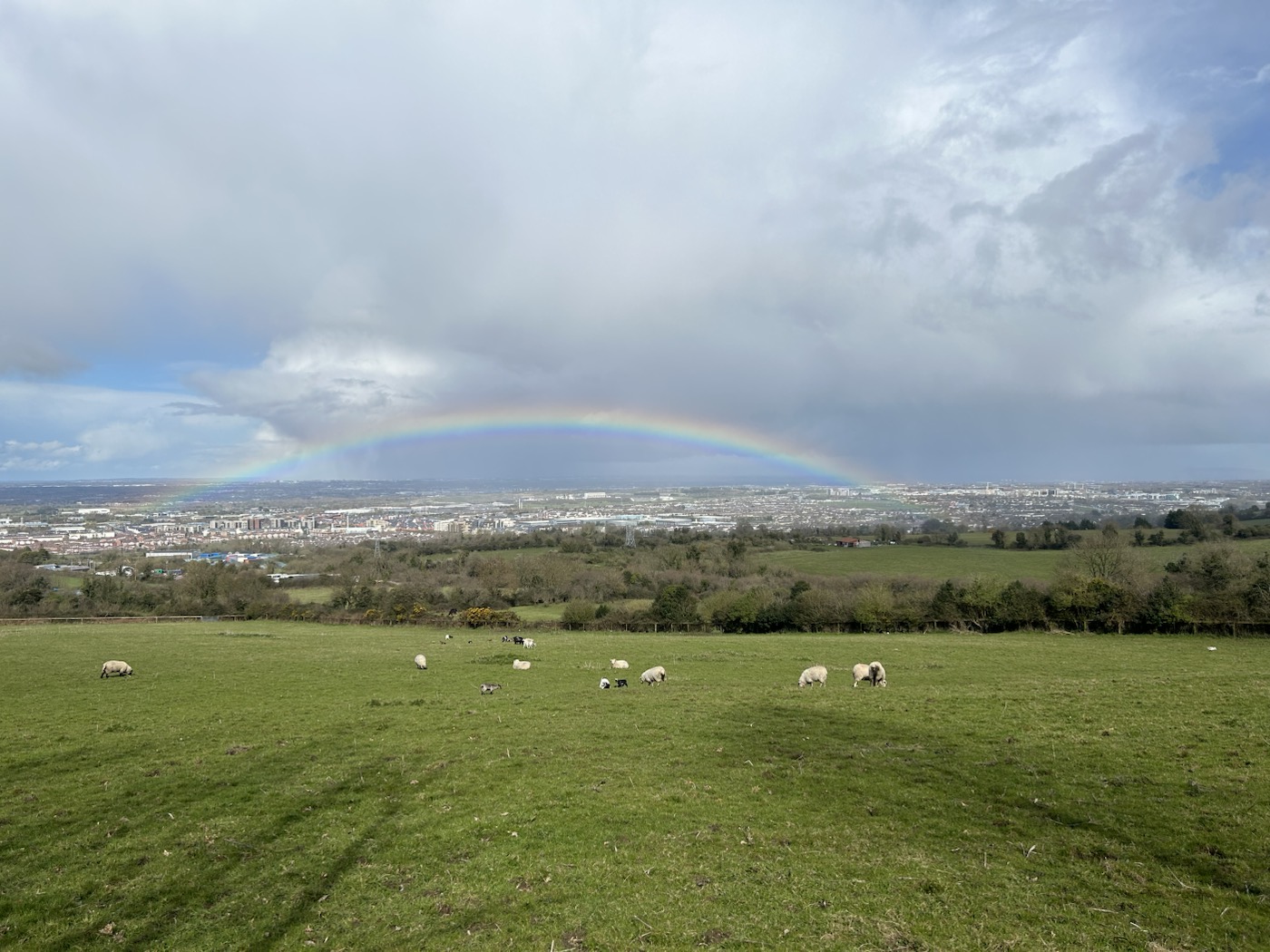 Sheep grazing beneath a rainbow over Dublin