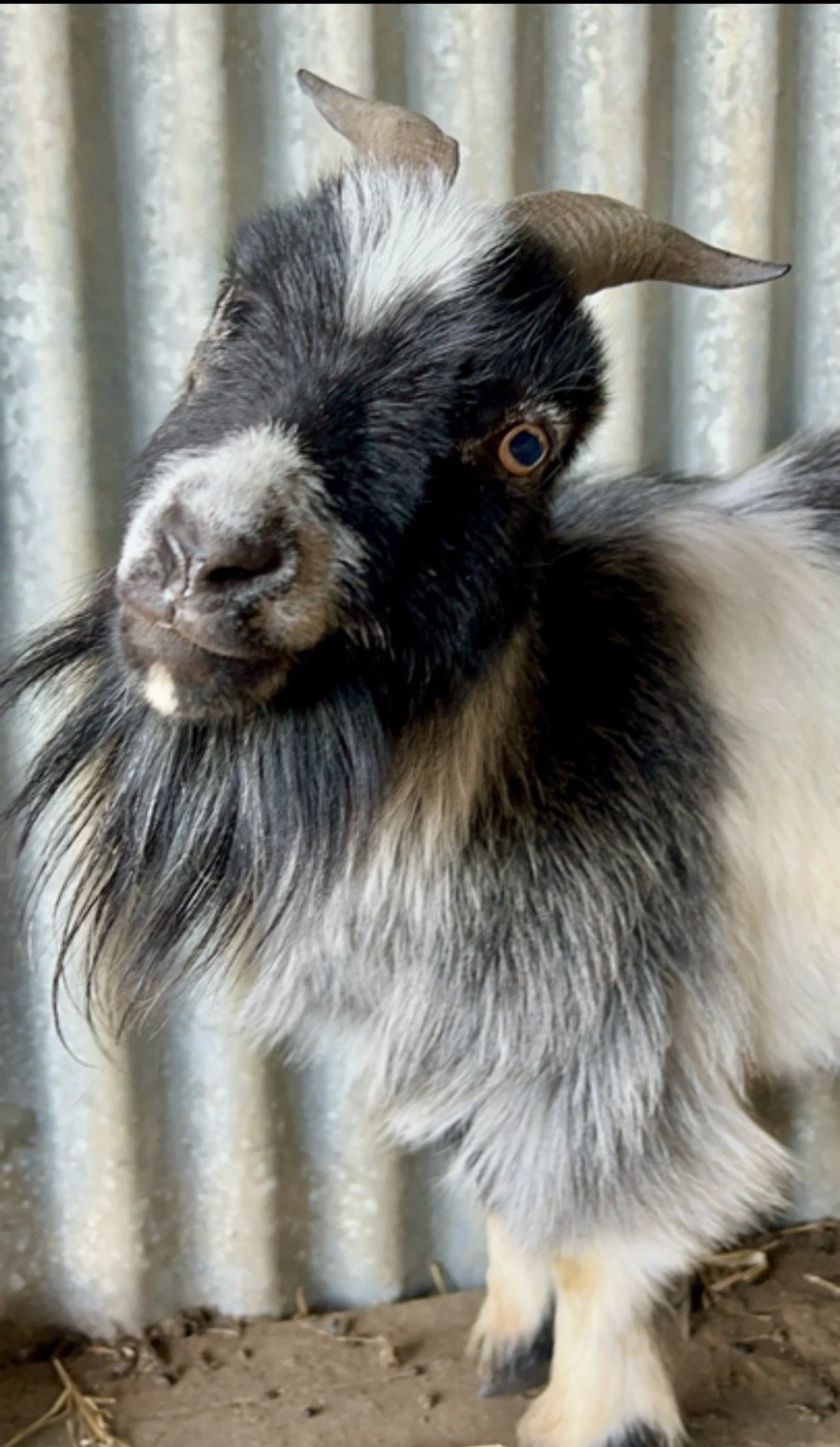 Portrait of a small black and white goat