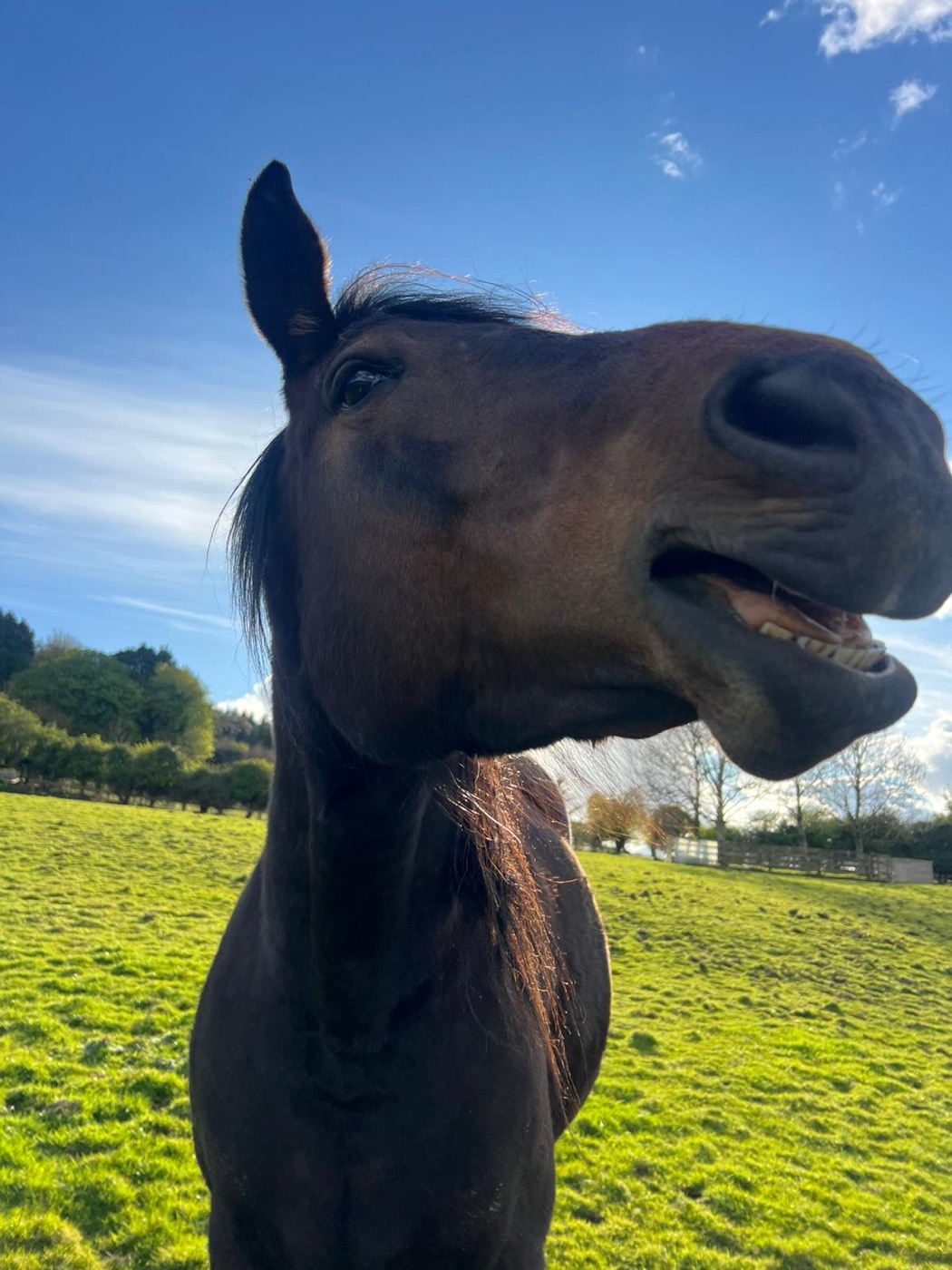 Playful close-up portrait of a farm horse