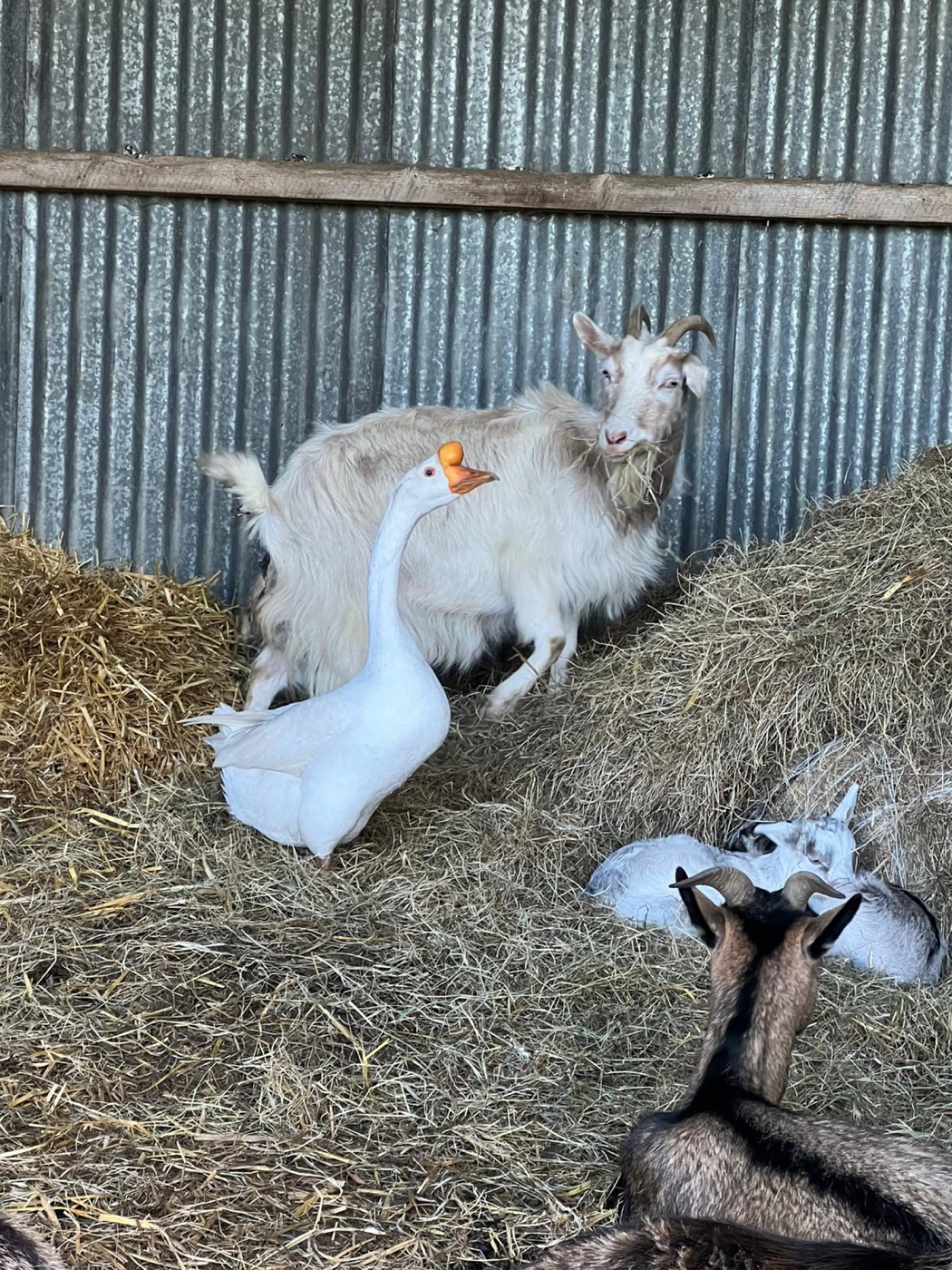 Goat, goose and young animals resting in the barn
