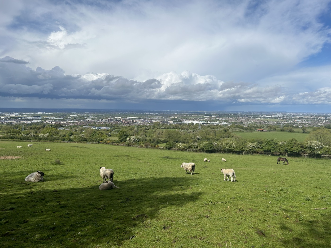 Sheep resting and grazing above the Dublin landscape