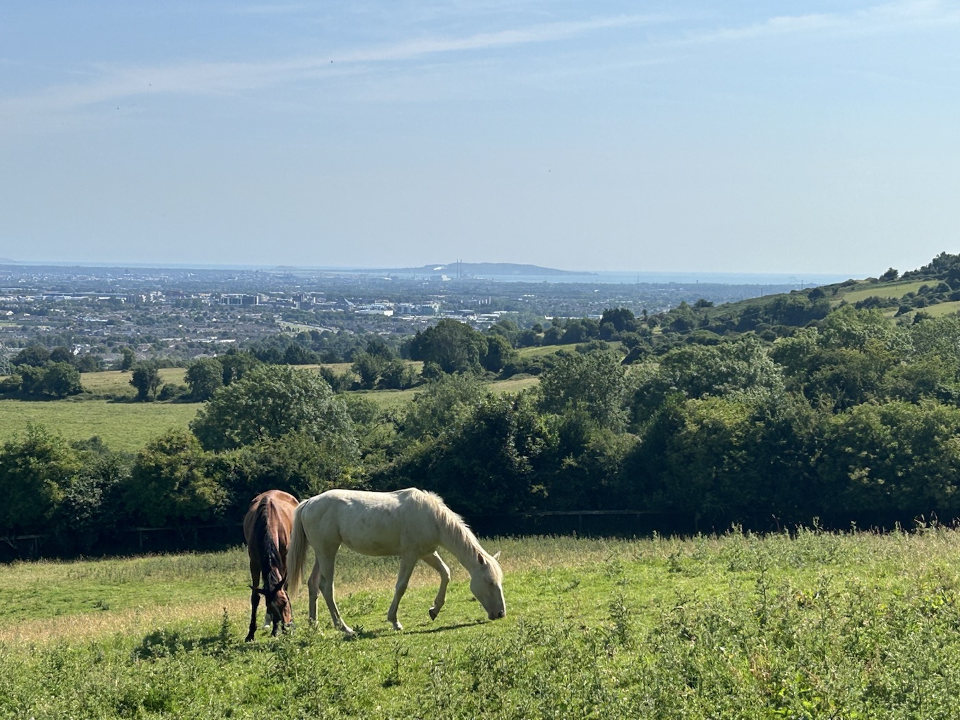 Brown and white horses grazing with a wide Dublin view