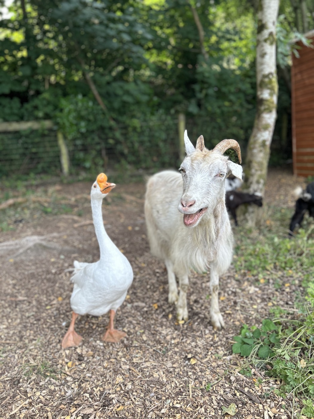 Goat and goose posing together beside the woodland