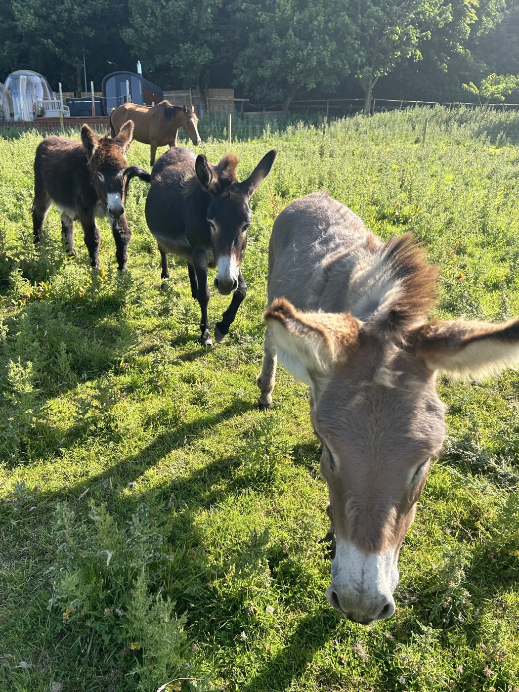 Curious donkeys walking through a sunlit field