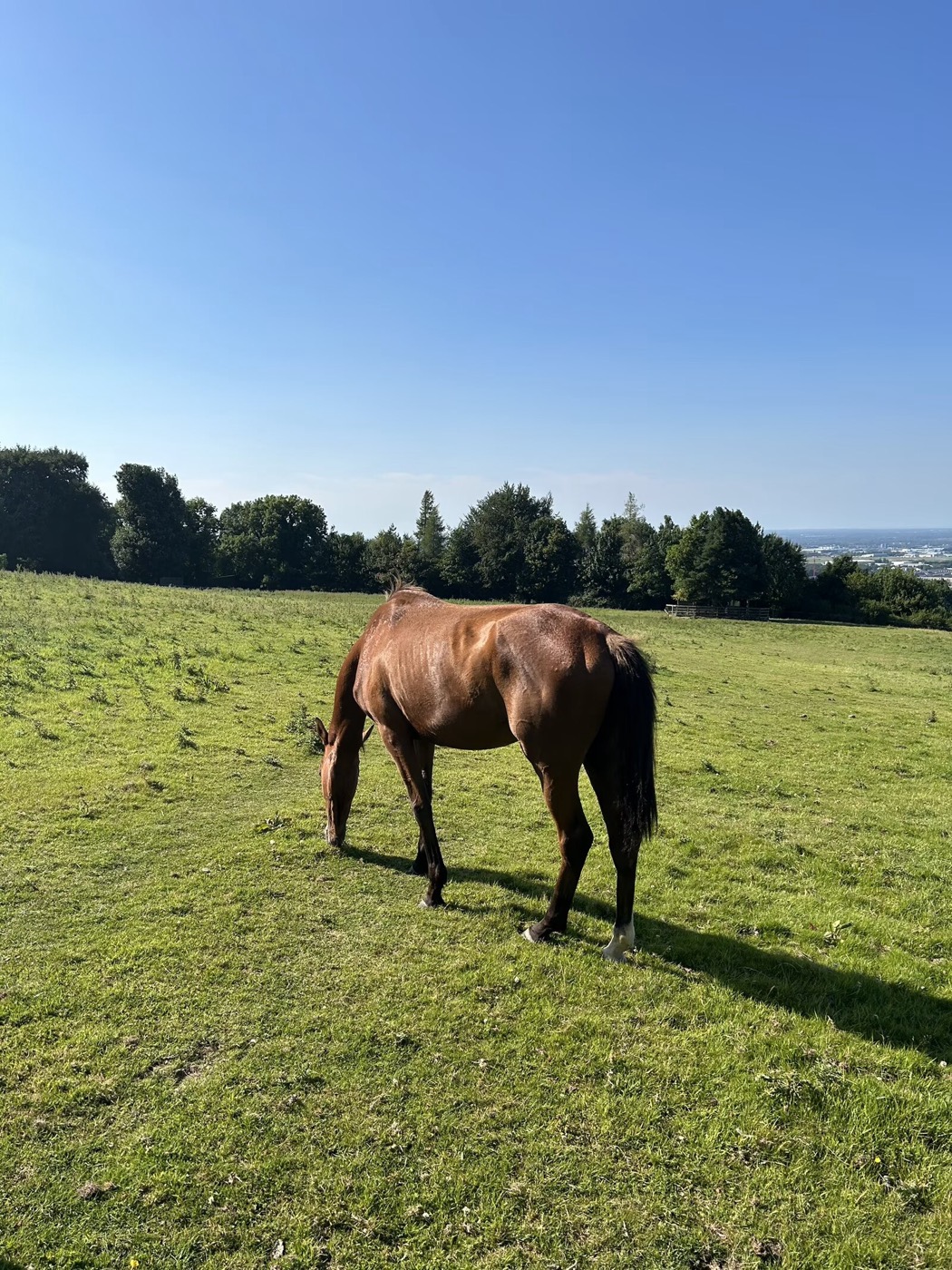 Horse grazing in a high field under a clear blue sky