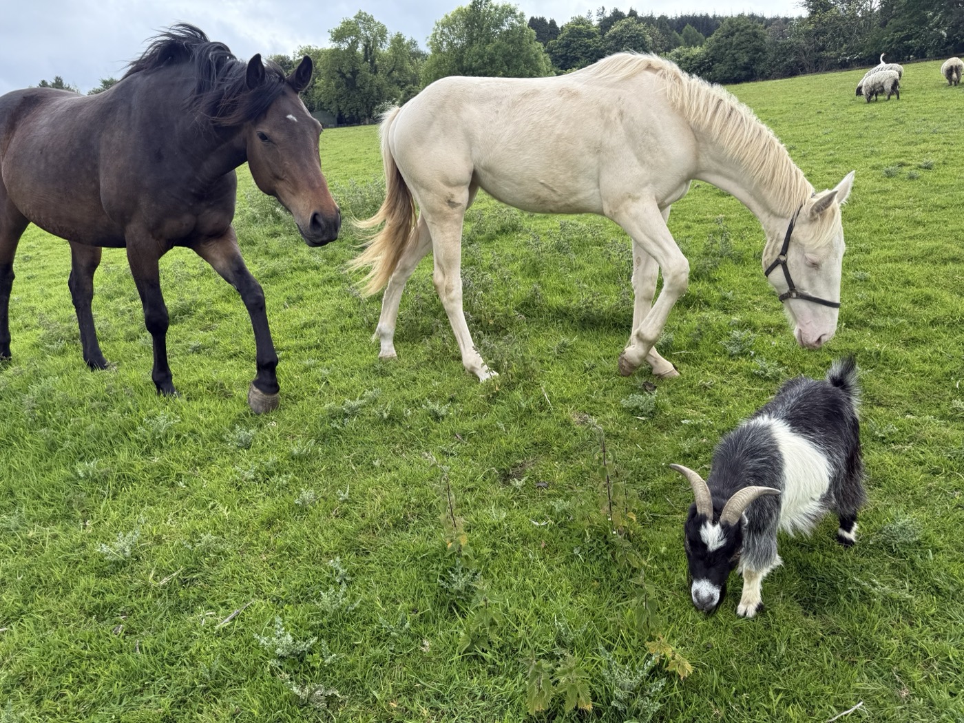 Two horses and a little goat sharing the pasture