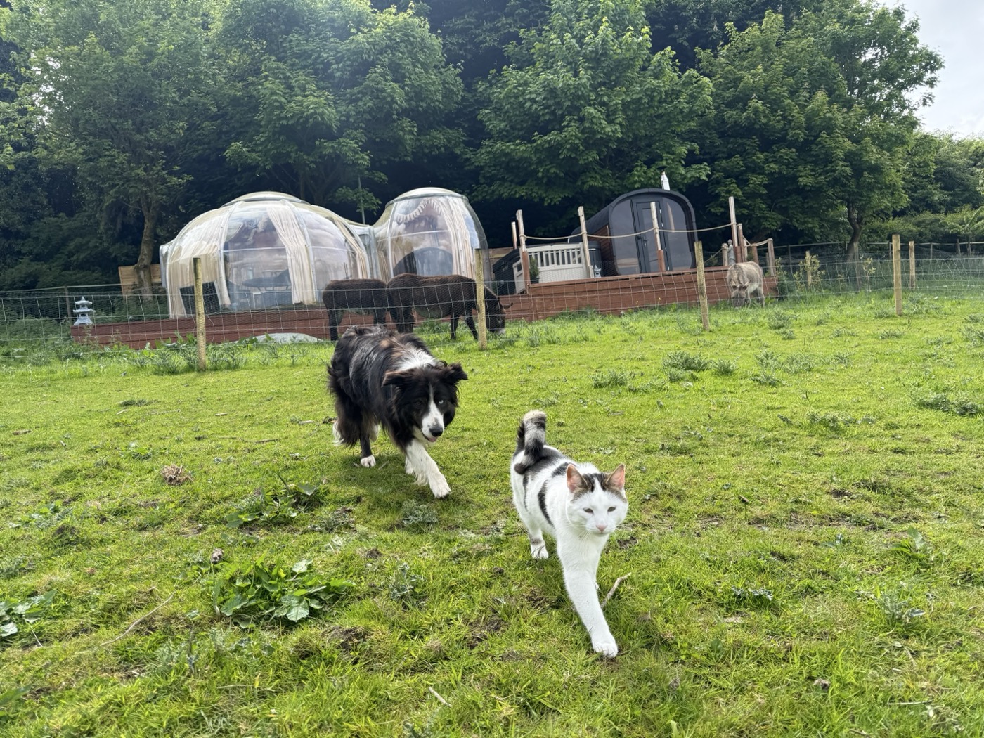 Farm dog and cat walking together near the cabins