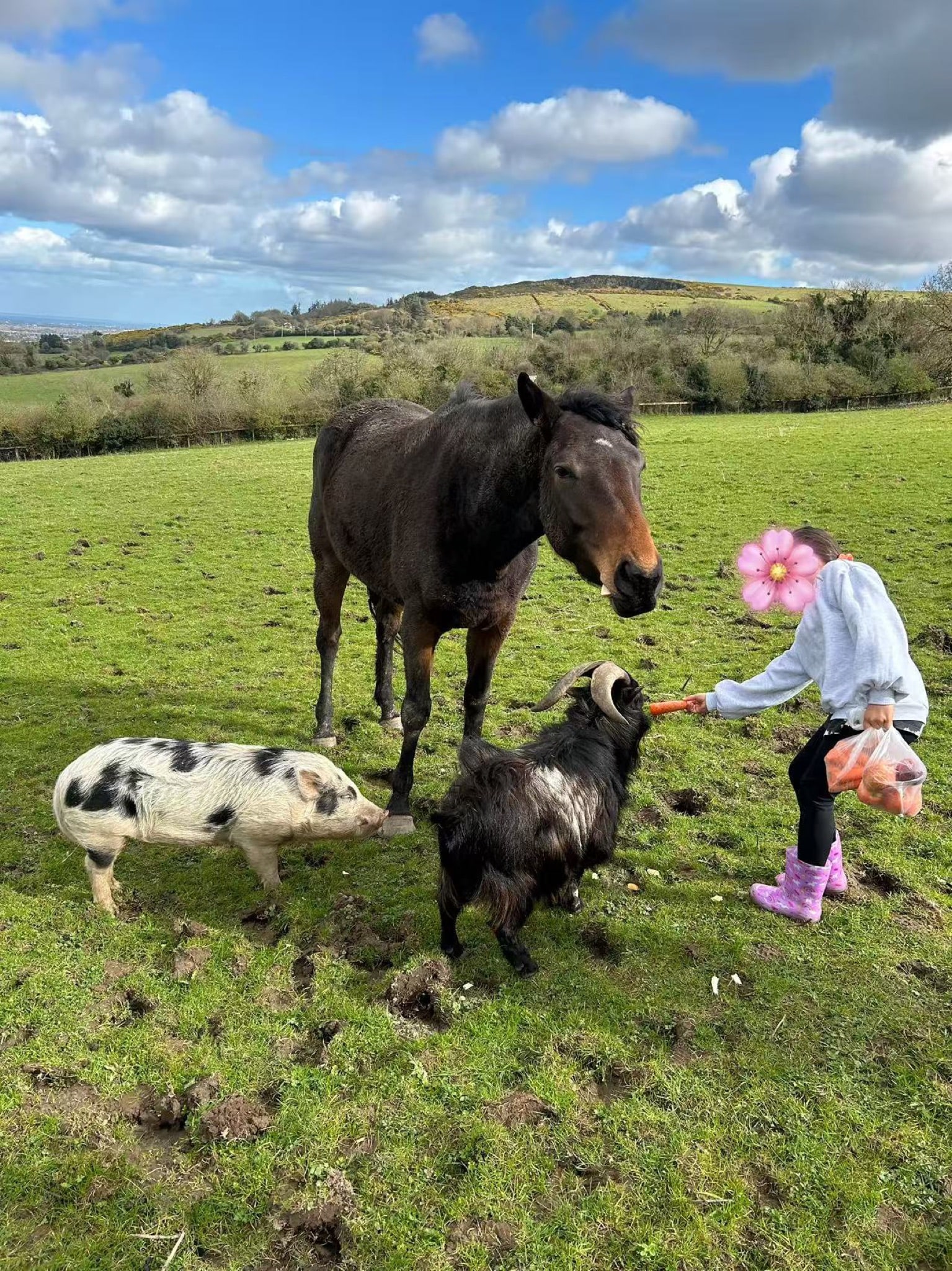 A small pig, pony and goat meeting a visitor in the field