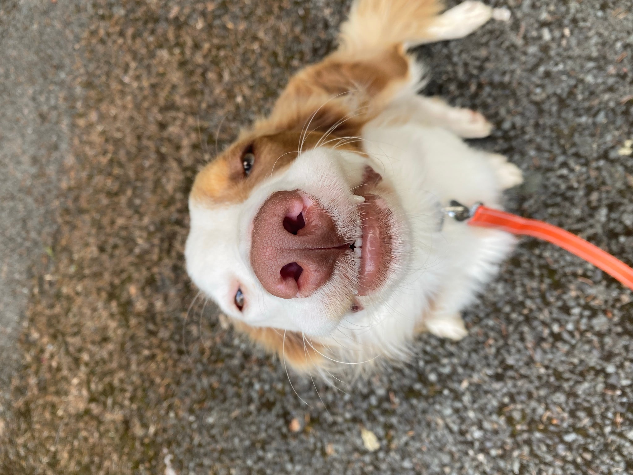 A friendly black and white farm dog close to the camera