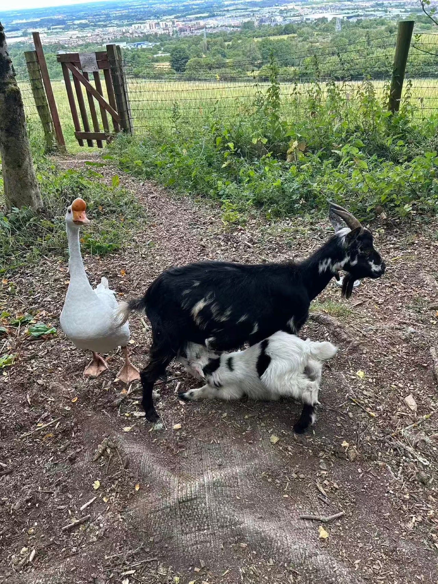 A goat with her kid beside a white goose