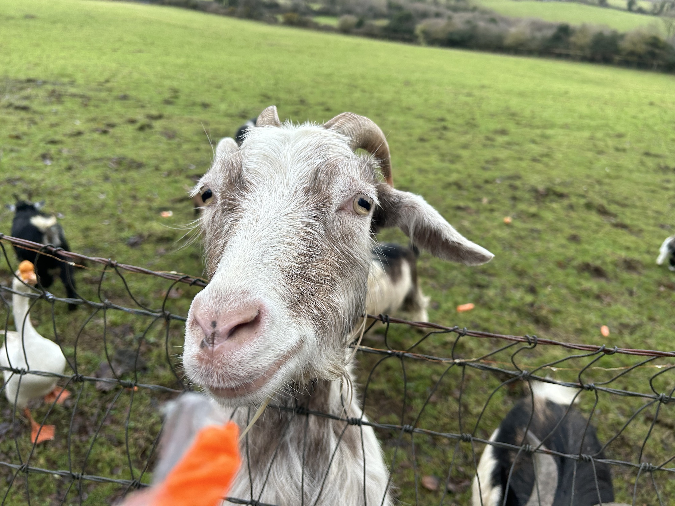 A friendly goat accepting a carrot at the field fence